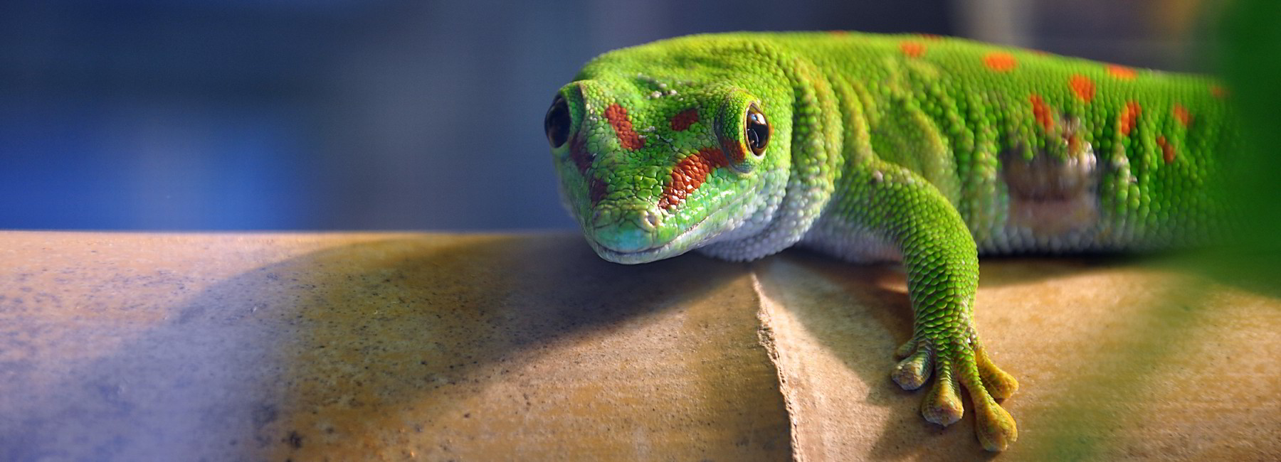 Buehnenbild Gecko